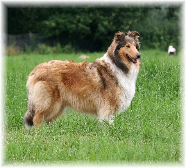 Collie - The Breed Archive