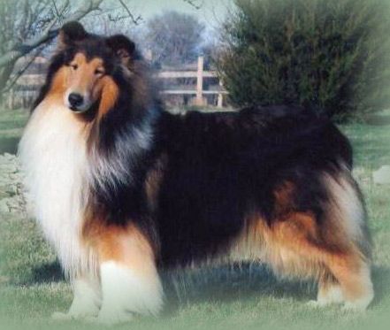 Collie - The Breed Archive