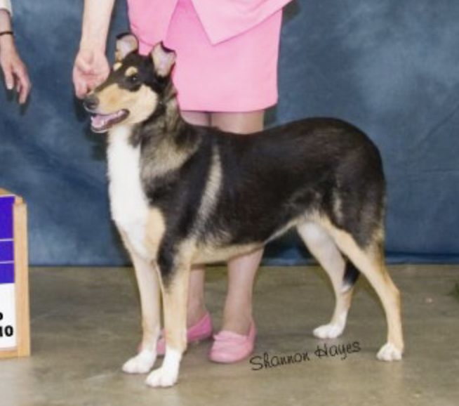 Collie - The Breed Archive