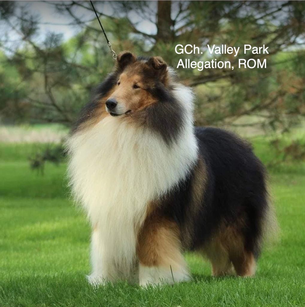Collie - The Breed Archive