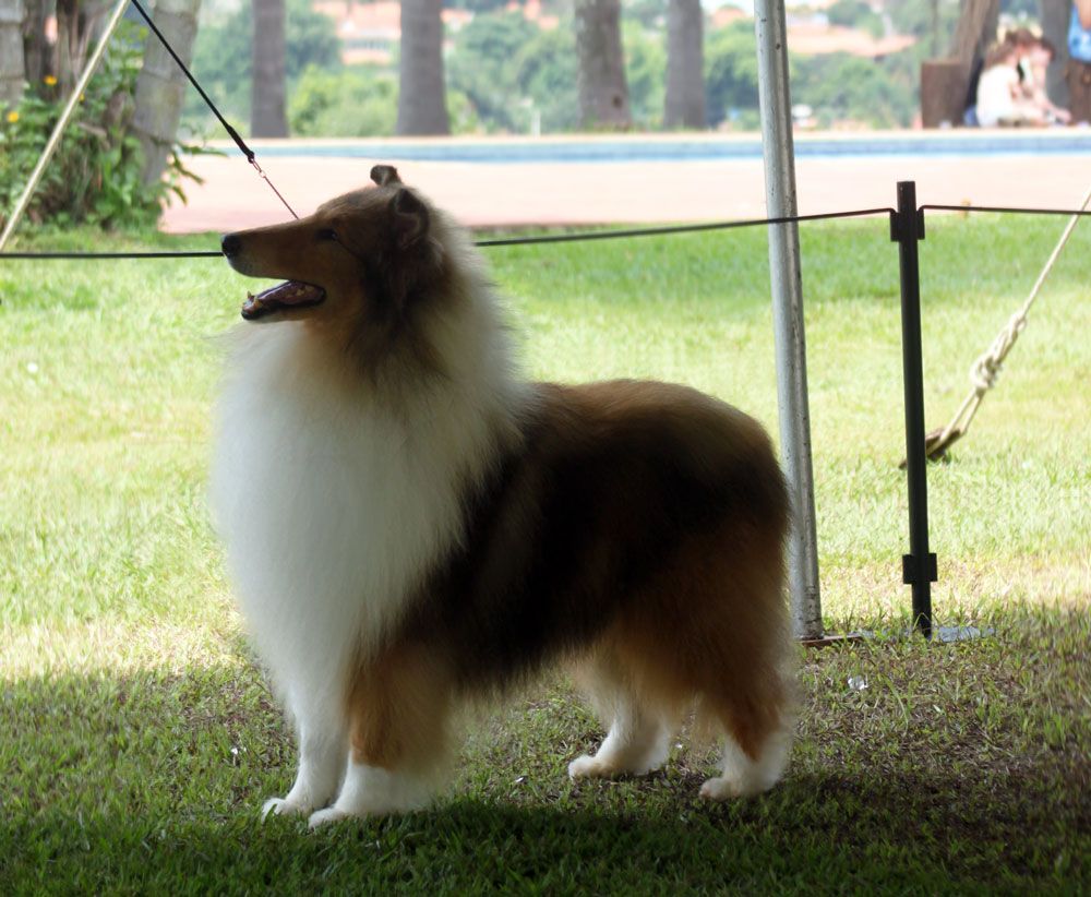 Collie - The Breed Archive