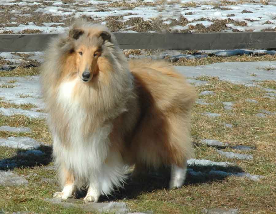 Collie - The Breed Archive