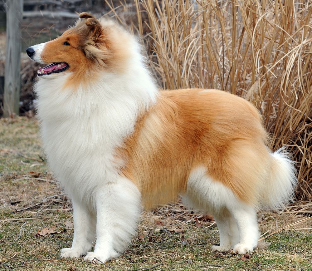 Collie - The Breed Archive