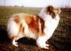 Profile picture of the animal