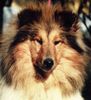 Profile picture of the animal
