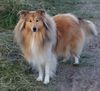 Profile picture of the animal