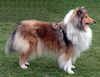 Profile picture of the animal