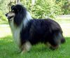 Profile picture of the animal