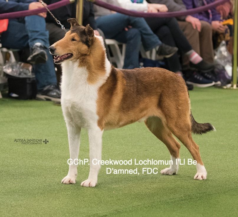 Robin Reed Collies Collie - The Breed Archive