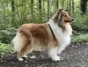 Profile picture of the animal